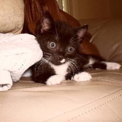 Scout
