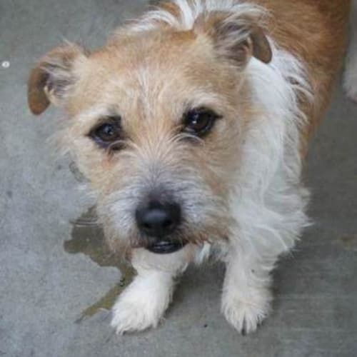 No photo for Zapp & Ruby To Be Rehomed Together