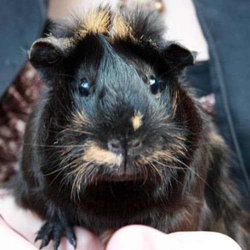 No photo for Bramble