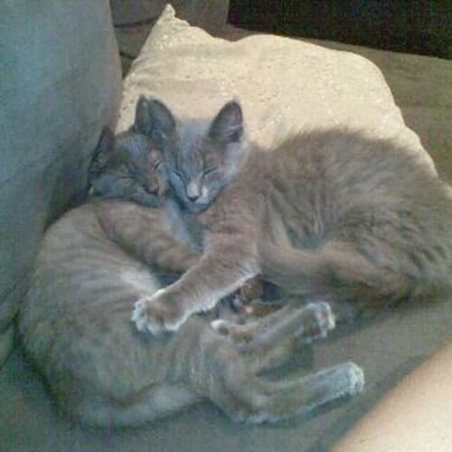 No photo for Tig & Lily