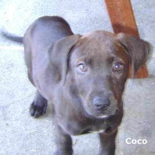 Coco
