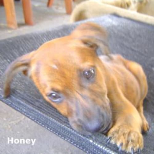Honey