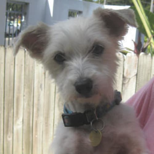 Kipper