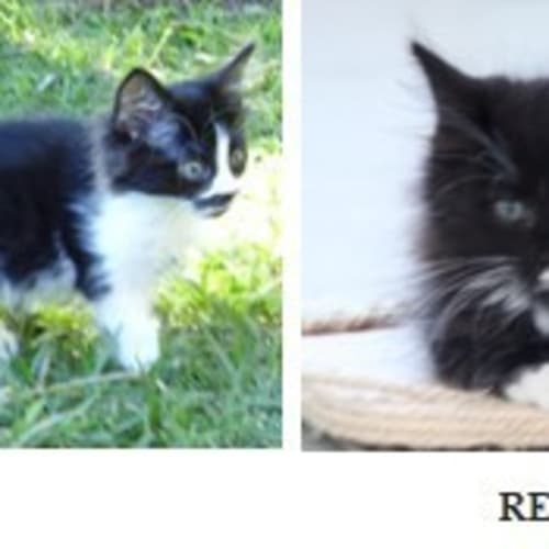 No photo for Milo & Rebel