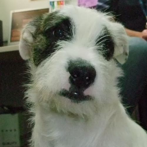 No photo for A5460   Patch