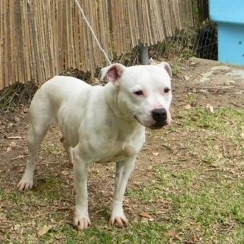 No photo for Sally & Rosco   Urgent