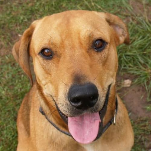 Luna - Adoption Pending
