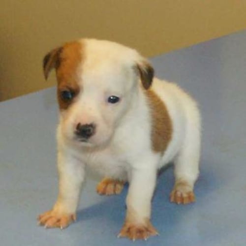 No photo for Scarlet