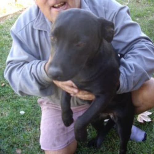 No photo for Missy  Adoption Pending