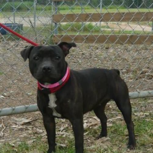 No photo for Imp # K54022