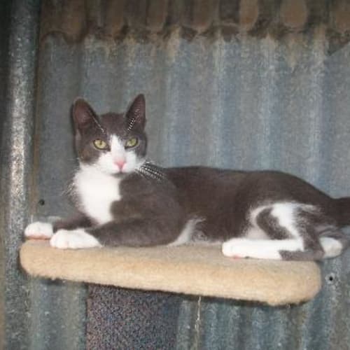 No photo for Nelson & Ramone