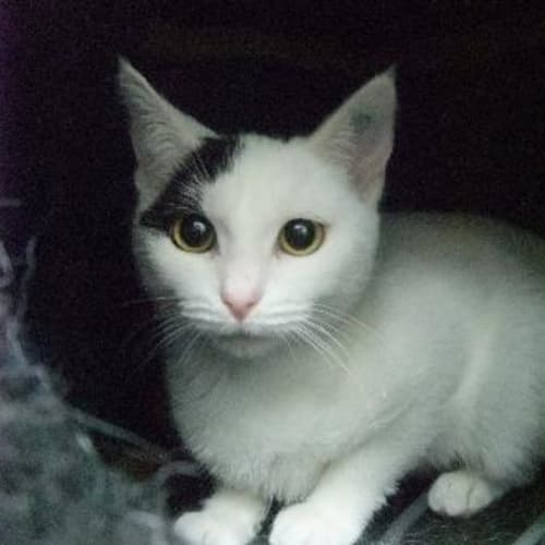 No photo for Maggie   C7569