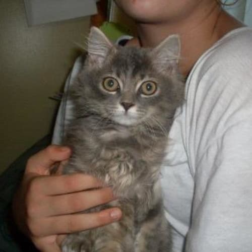 No photo for Gizmo (On Trial)