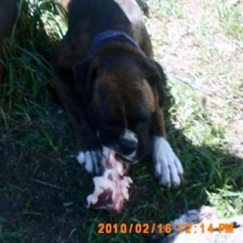 No photo for Stella On Trial