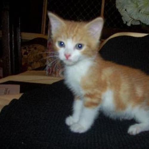 No photo for Mr Goodyear