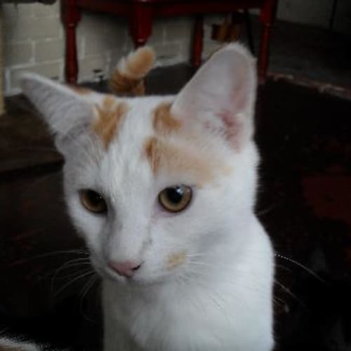 No photo for Samuel Whiskers