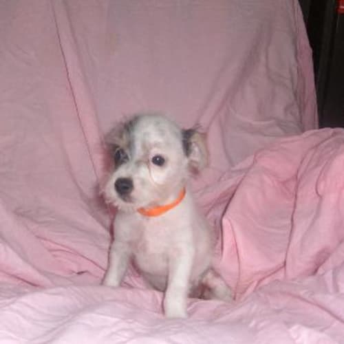 No photo for Sweetie