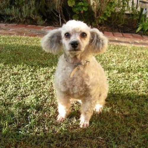 No photo for Pebbles