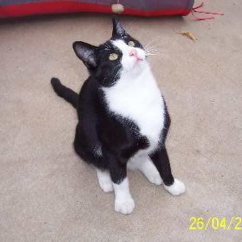 Rescue Kitty