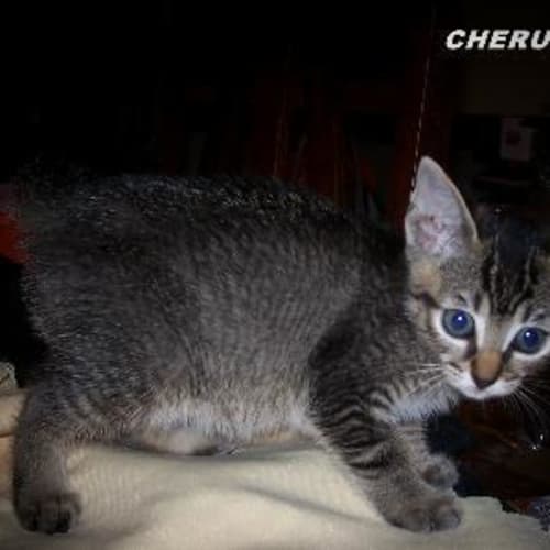 Cherub