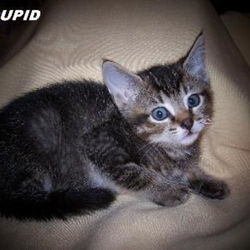 Cupid