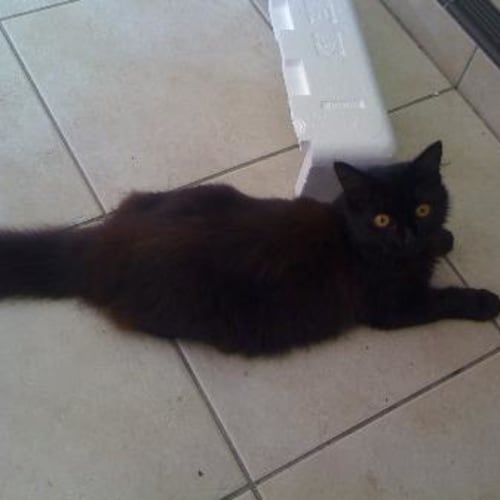 Tabitha