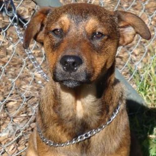 No photo for Roger   Been At Shelter Too Long!