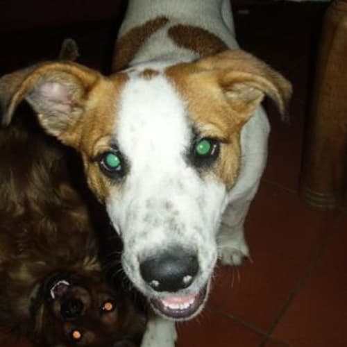 No photo for !! Foster Or Adopt !! April