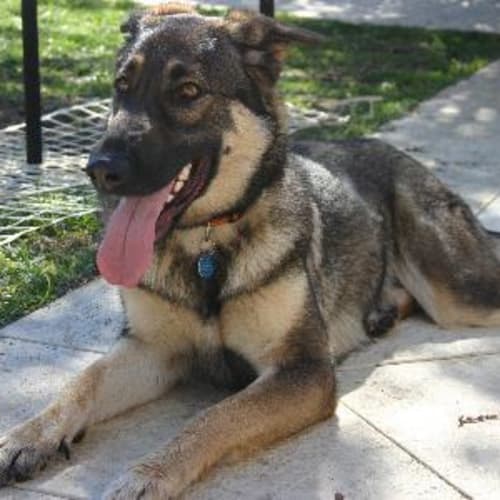 No photo for **Adoption Pending** Sheena