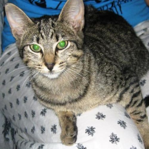 No photo for Ciel   Urgent Home Needed As Carer Going O/S!