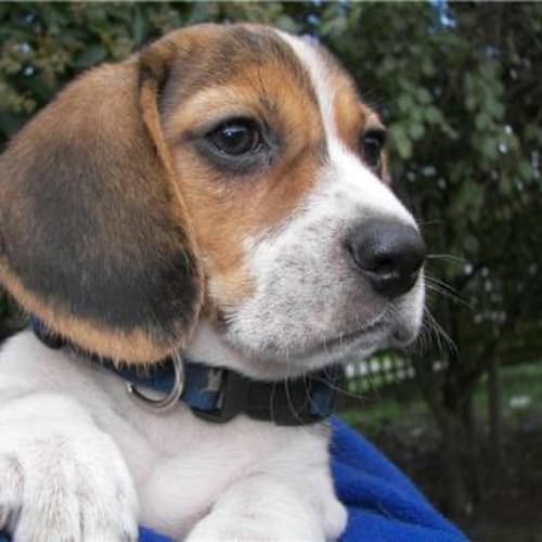 No photo for Lily (Im On Trial With A Wonderful Family)