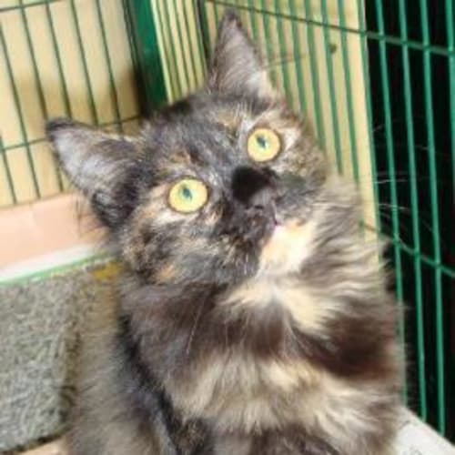 No photo for Beatrice