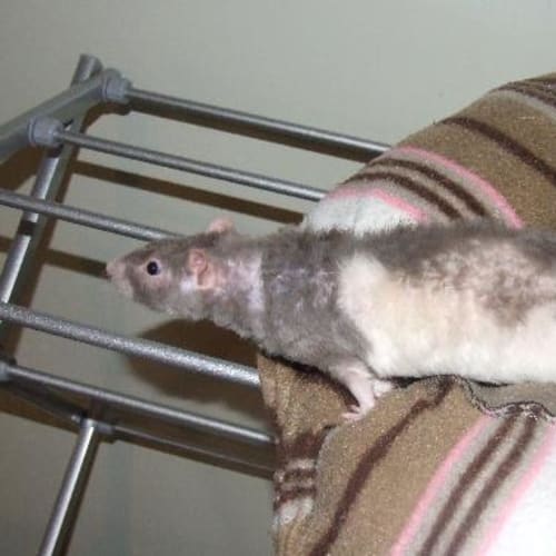 No photo for Emilio   Double Rex Male