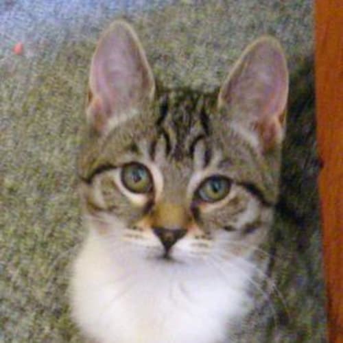 No photo for Cherish