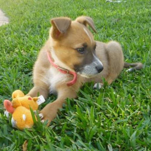 No photo for Lucy*Trying New Home* But I Have 2 Pretty Sisters!