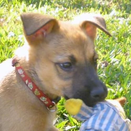 No photo for Sasha* Is Trying A New Home*