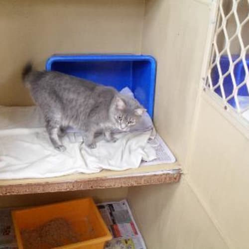 No photo for Porsche