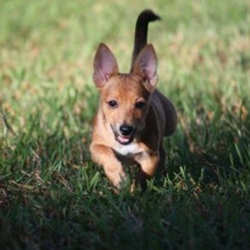 Petal - *Deposit Taken*