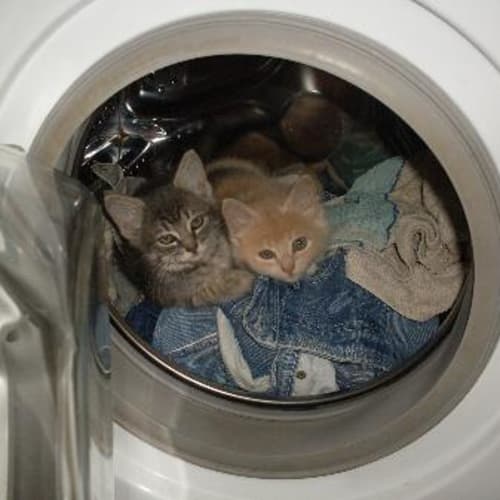 No photo for Howard (On Trial)