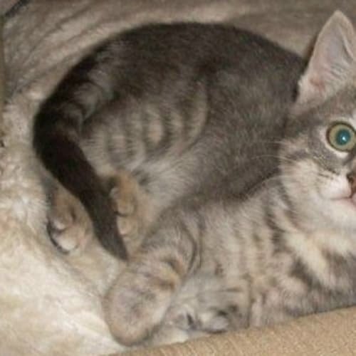 No photo for Hesta (On Trial)