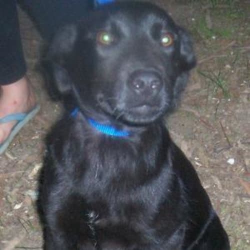 No photo for Tigger   Adopted.  Thank You
