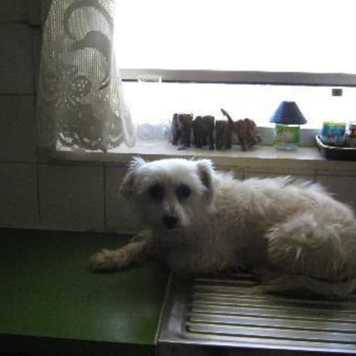 No photo for Mitzi