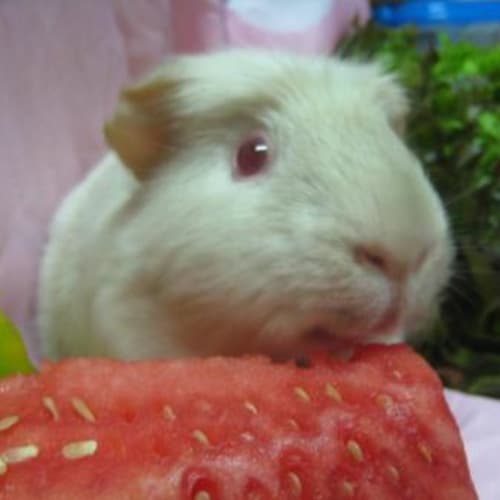 No photo for Bamboo   On Hold