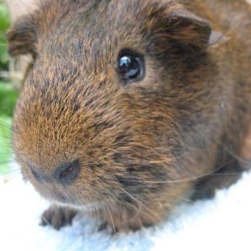 No photo for Cadbury