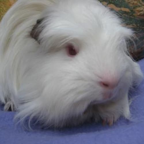 No photo for Guinea   On Hold 