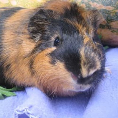 No photo for Crackle  Adopted