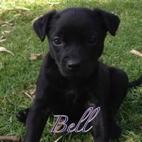 No photo for Bell Hd191