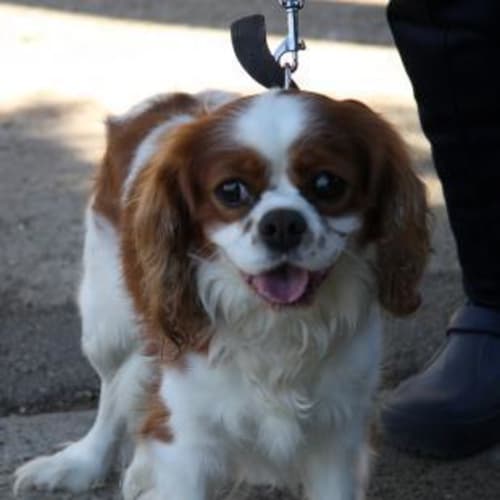 No photo for Max **Now Adopted**