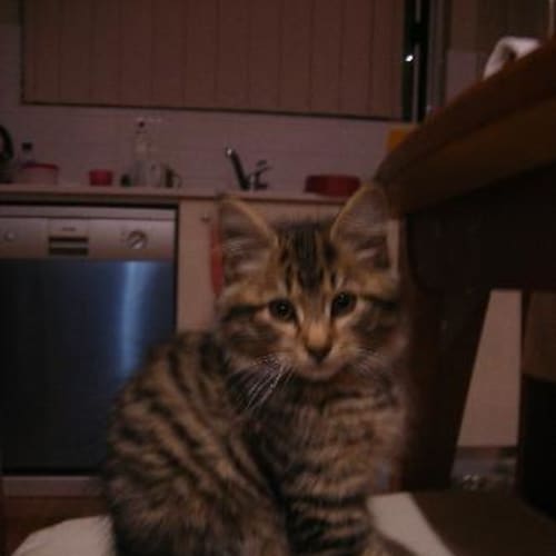 No photo for Twitty   **Urgent**