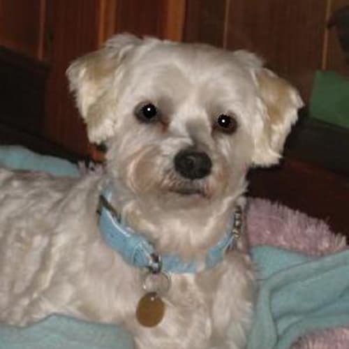 Lochie